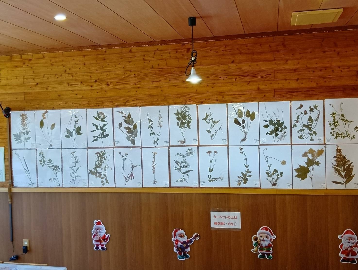 広尾町の植物標本押し花の展示